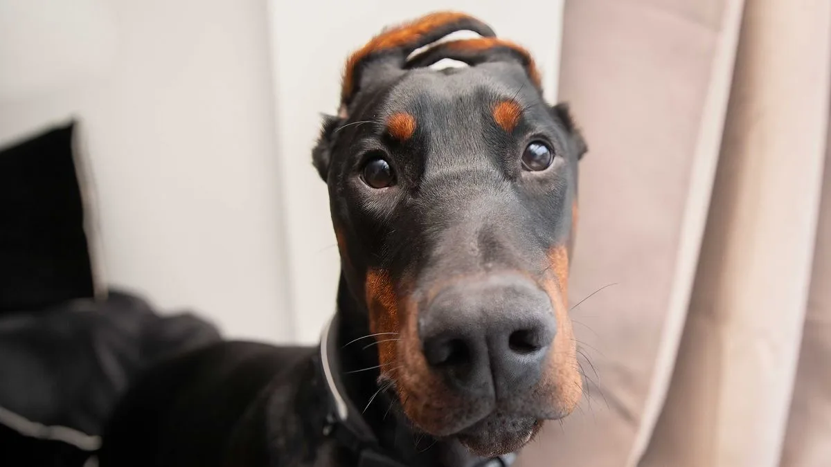 Puppy with illegal mutilations survives hit-and-run and finds loving home
