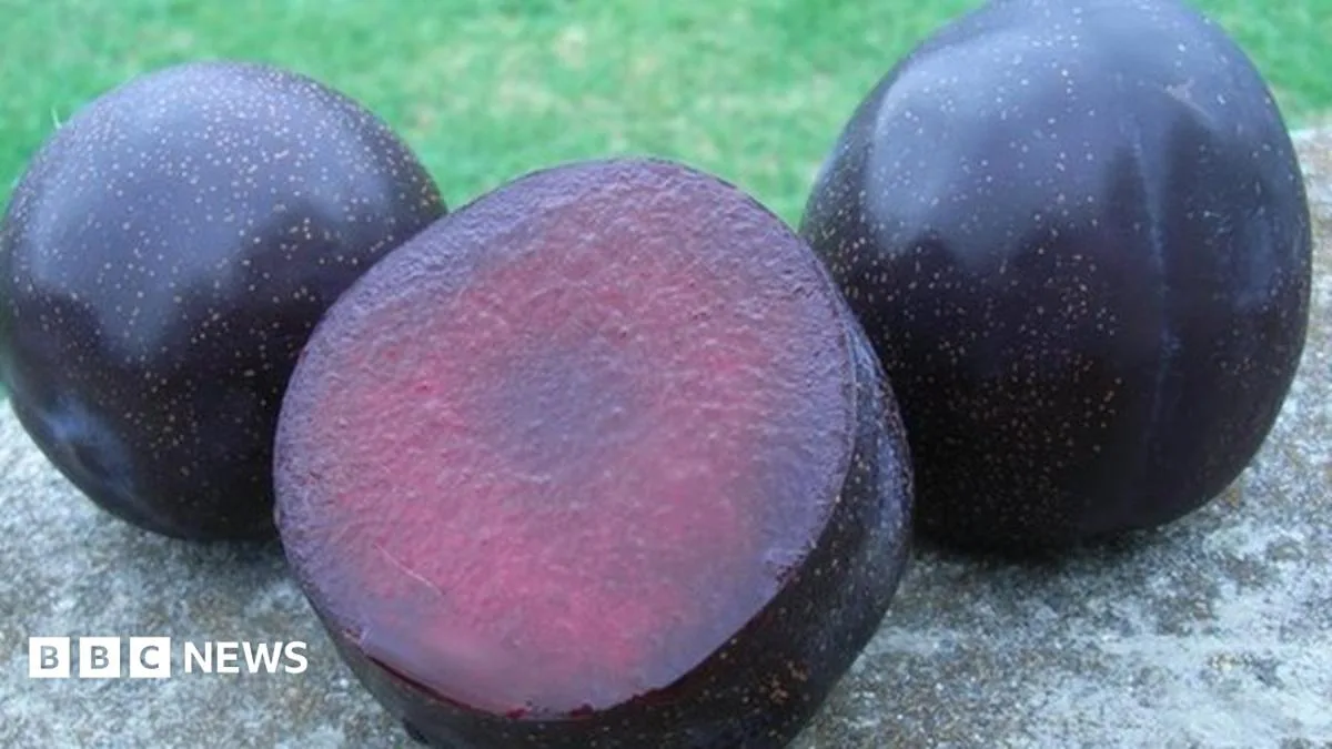 Australian Queen Garnet Plum: A Superfood for Weight Loss?
