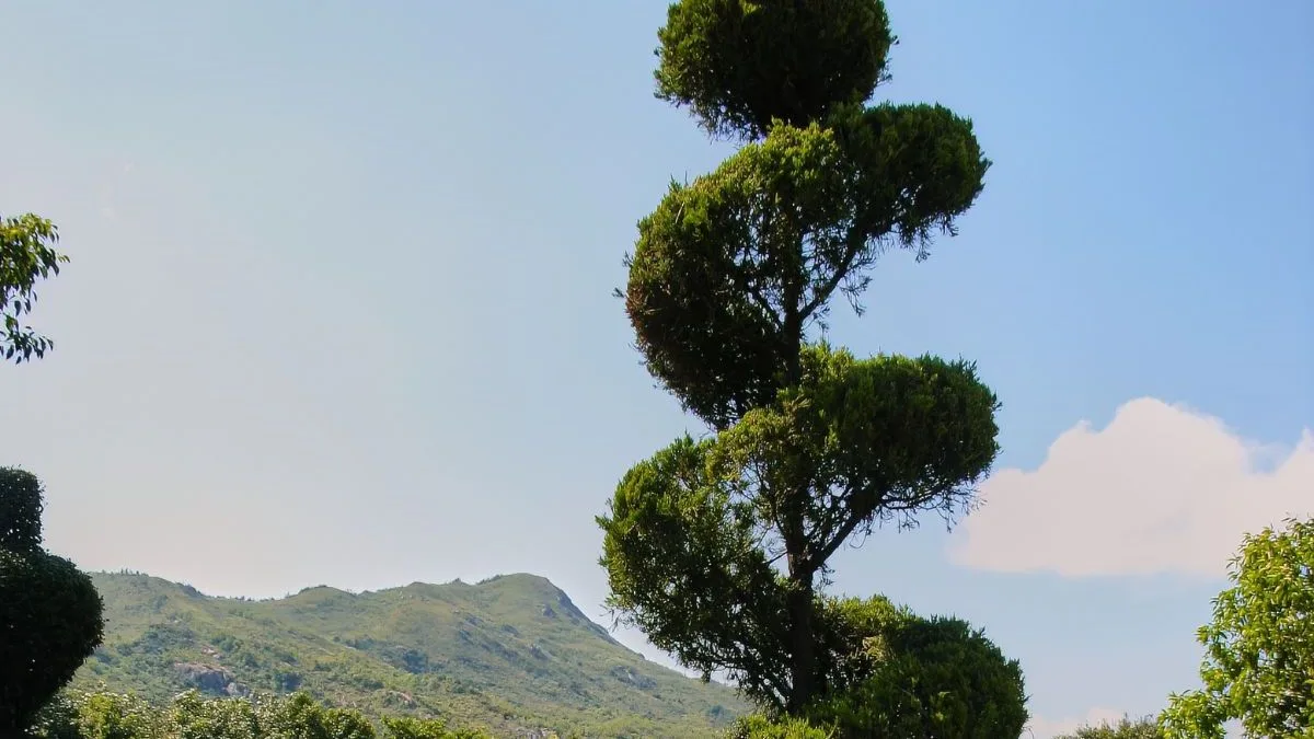 Rare Corkscrew Spiral Tree Now Half Price in Gardening Sale