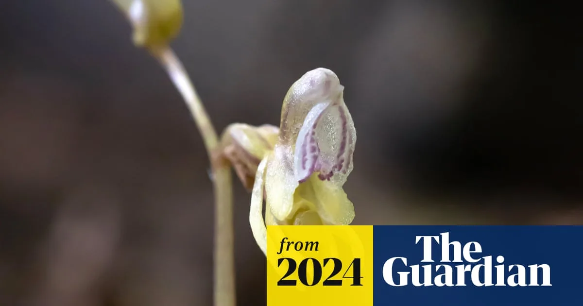 Rare Ghost Orchid Rediscovered in UK for First Time Since 2009