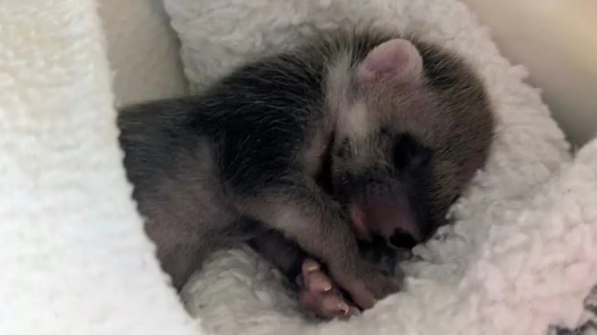 Rare Pine Marten Kit Rescued After Being Mistaken for Fox Cub