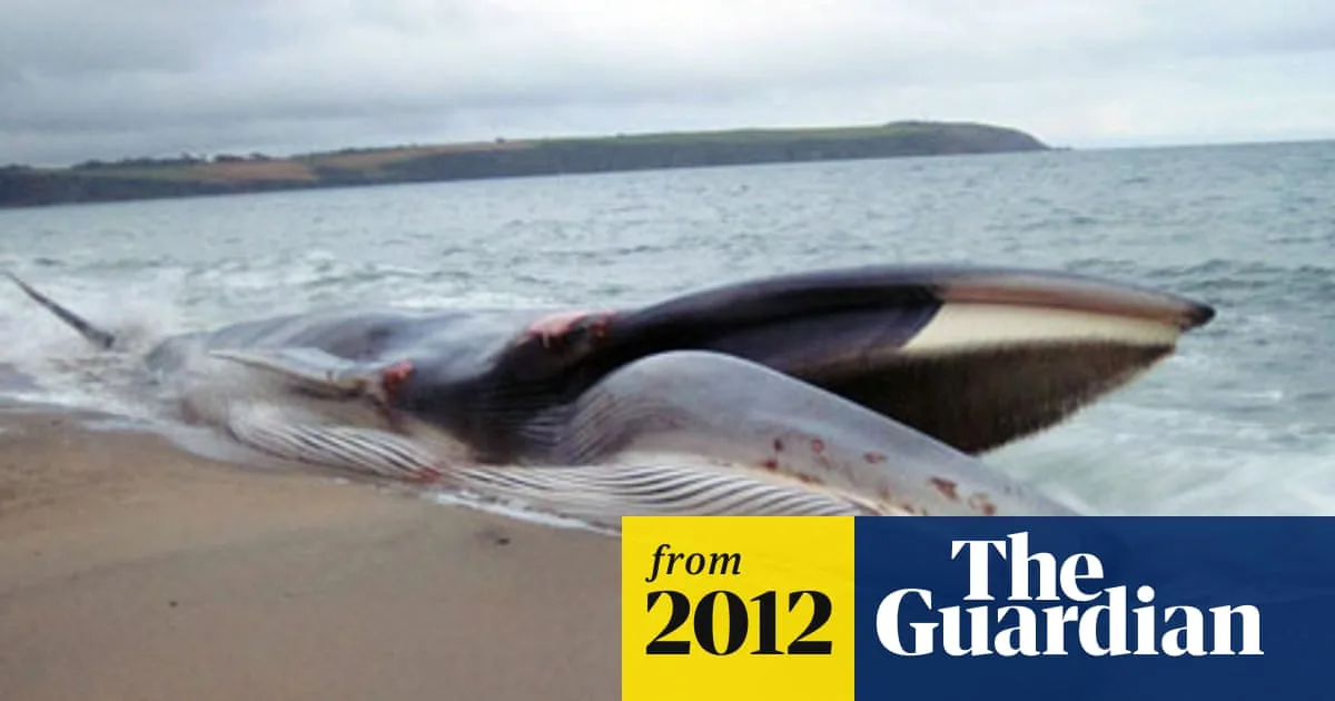 Rare Whale Dies After Cornwall Stranding Tragedy