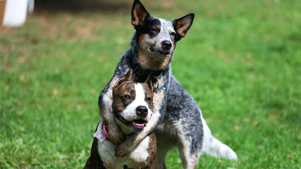 Rescue Dog Siblings' Heartwarming Reunion After Adoption