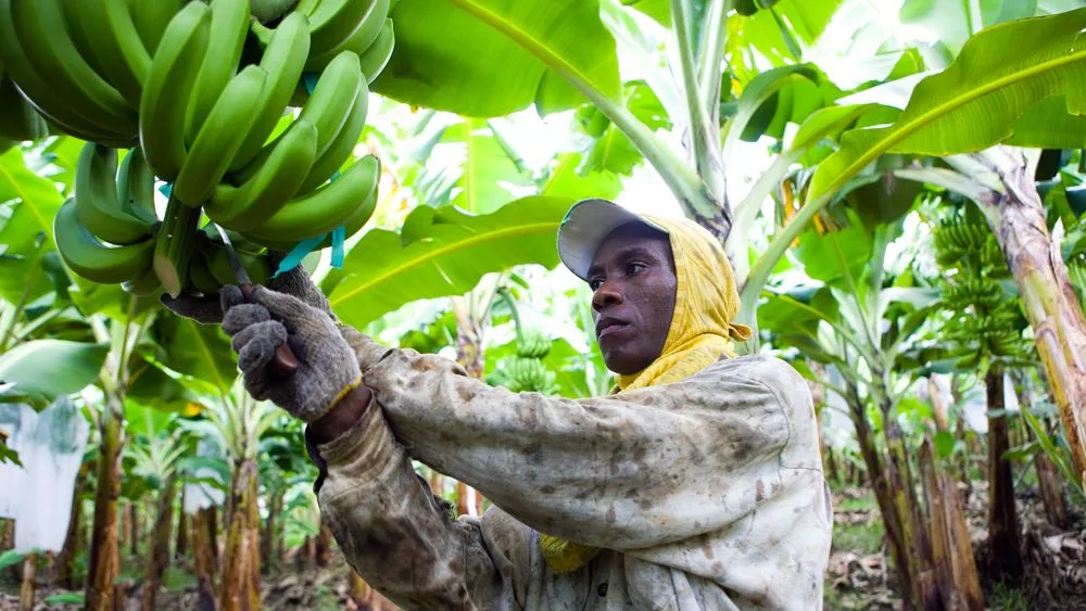 Banana Pandemic Threatens Global Supply as Deadly Fungus Spreads