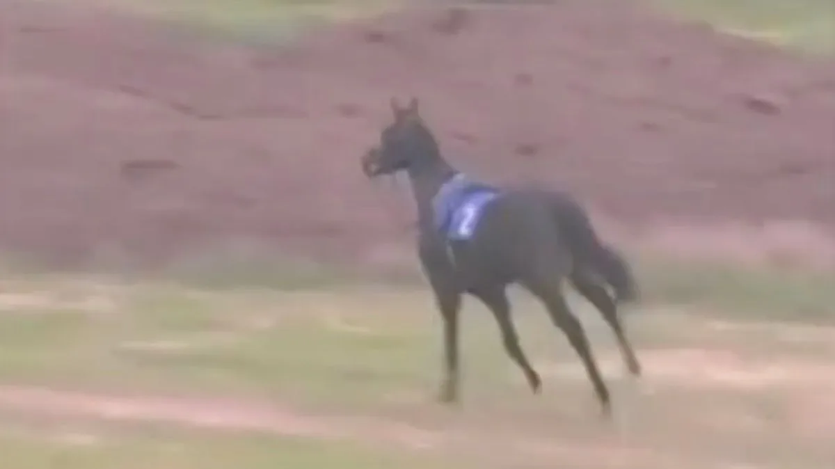 Runaway Horse Named After Late Trainer Causes Chaos at Salisbury Racecourse