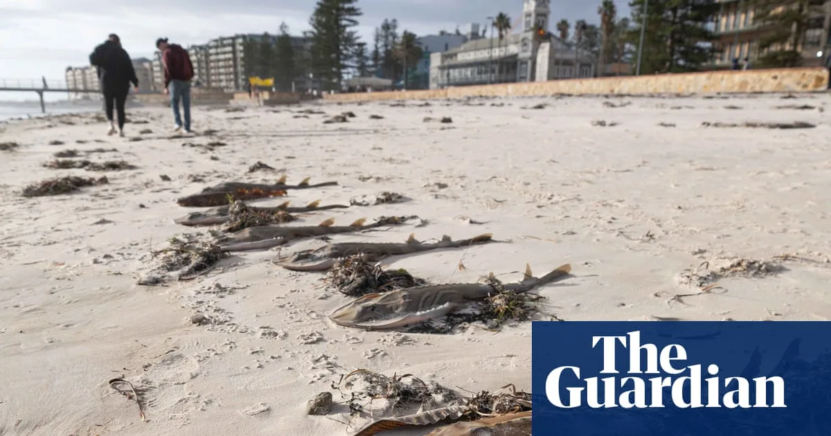SA Algal Bloom Calls For Climate Disaster Status