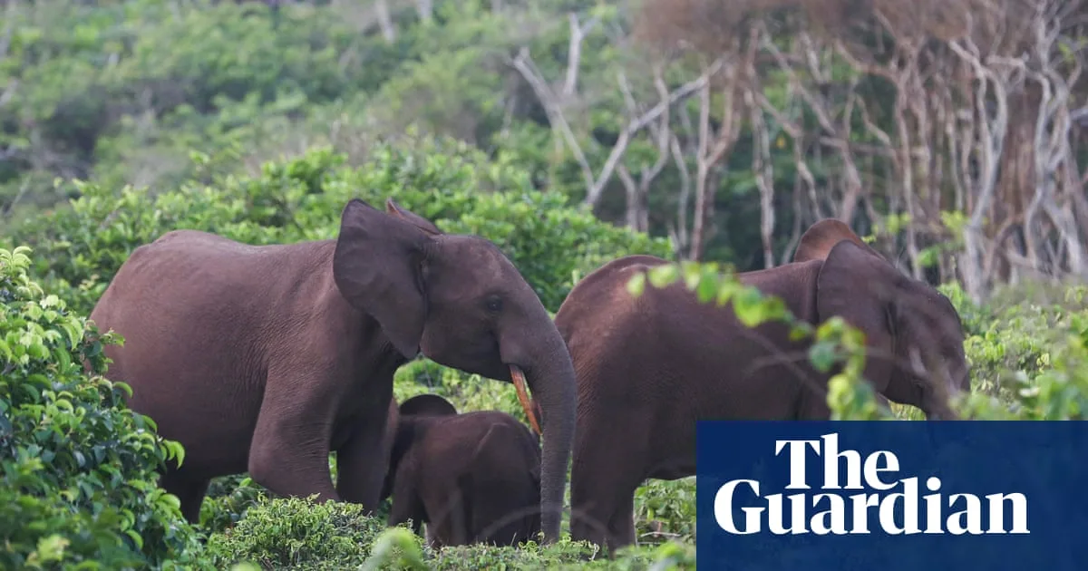 US Big-Game Hunter Killed by Elephant in Gabon