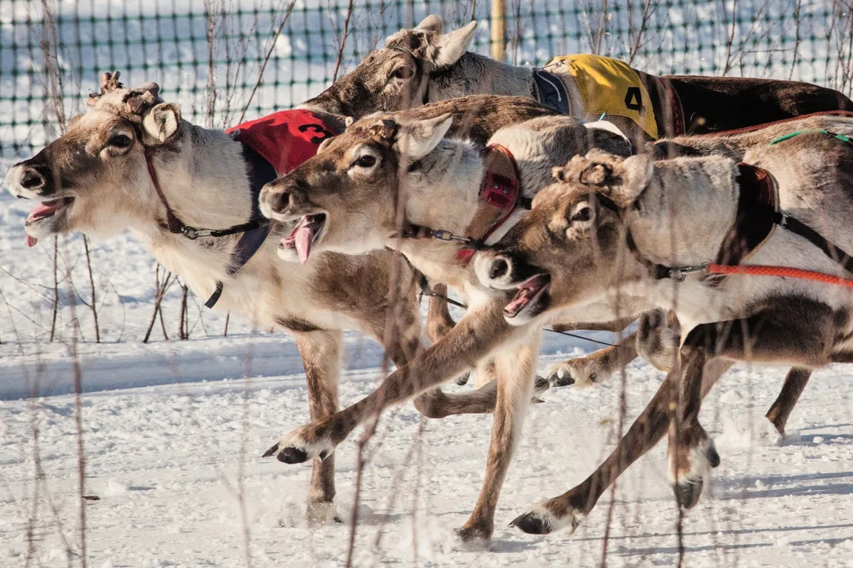 Salla Porocup Reindeer Sprint Racing Draws Crowds in Finland