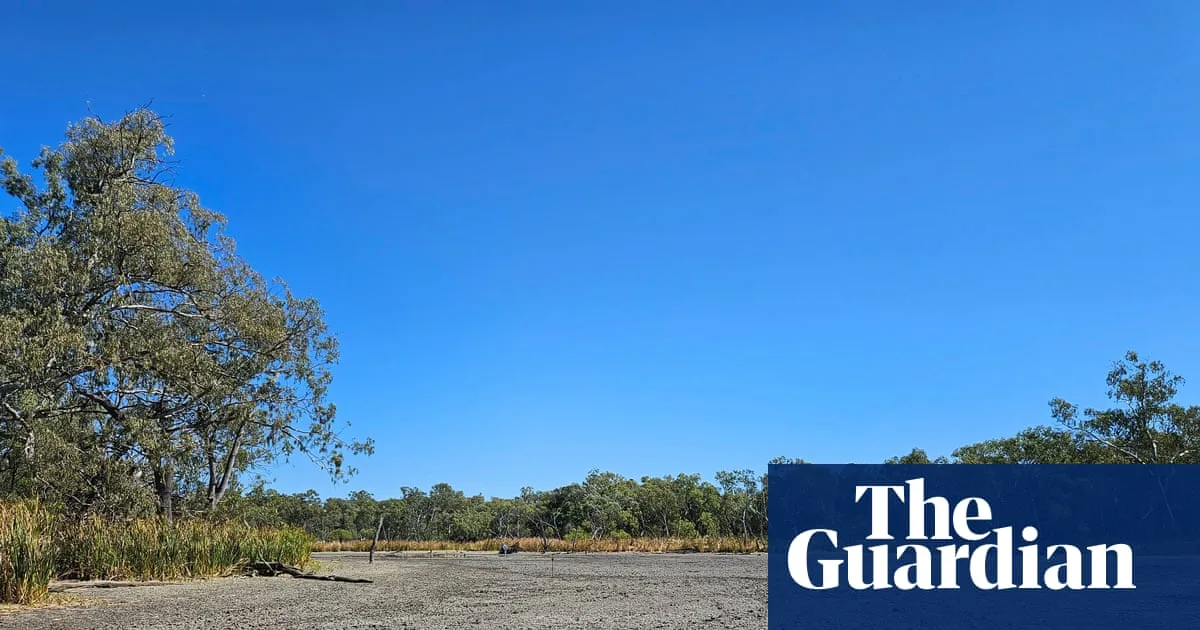 Turtles and wildlife die as NSW water cuts cause wetland disaster