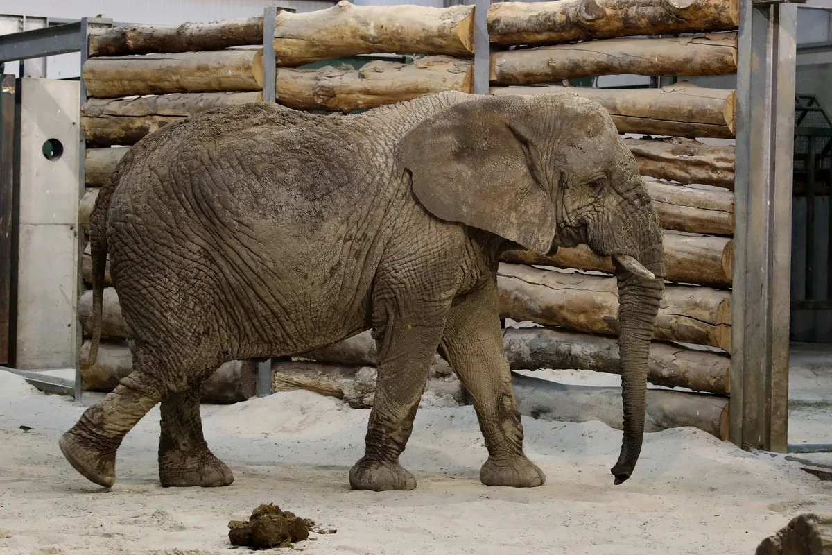 Scotland’s Only African Elephant Mondula Dies at 54