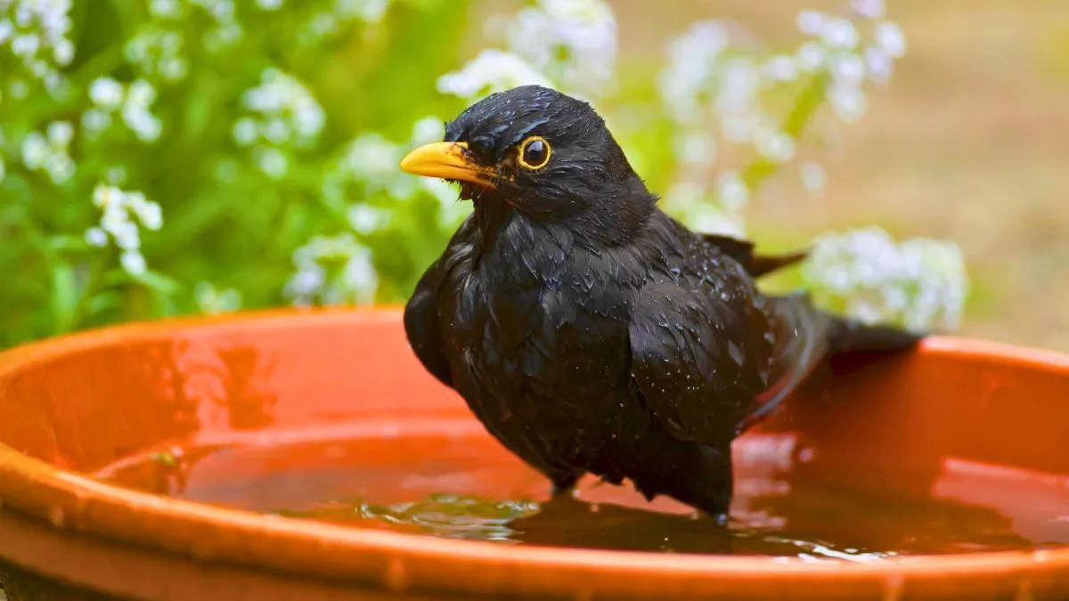 Simple Pebble Trick to Attract Robins to Your Garden Birdbath