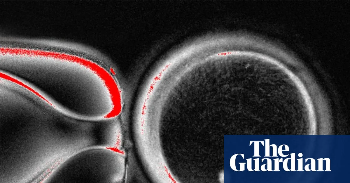 Skin Cells Could Create Viable Eggs In Fertility Breakthrough