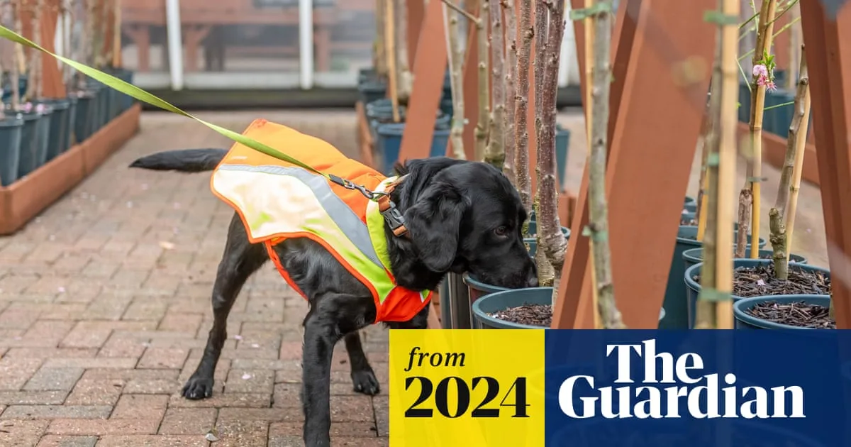 Sniffer Dogs To Protect UK Trees From Pests