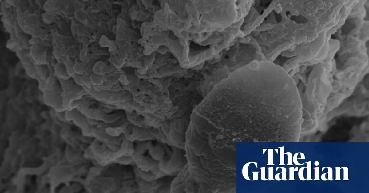 Space Sperm Study: Microgravity Impairs Navigation