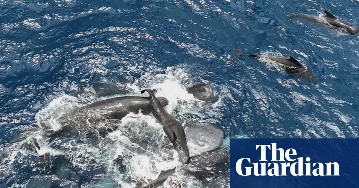 Sperm Whales Display Teamwork in Rare Caribbean Birth Footage