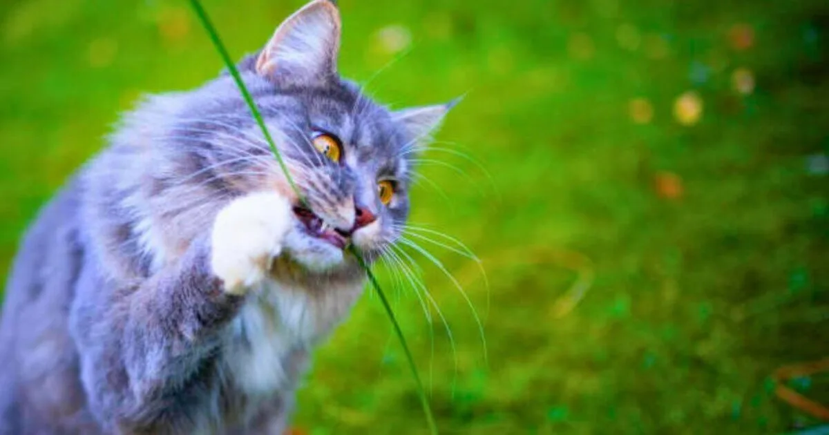 Simple Homemade Spray to Deter Cats from Gardens, Says Expert