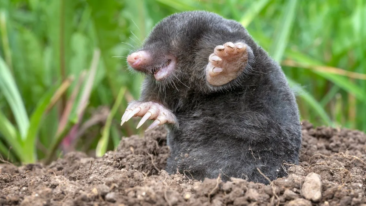 Plant Daffodils in November to Keep Moles Out of Your Garden