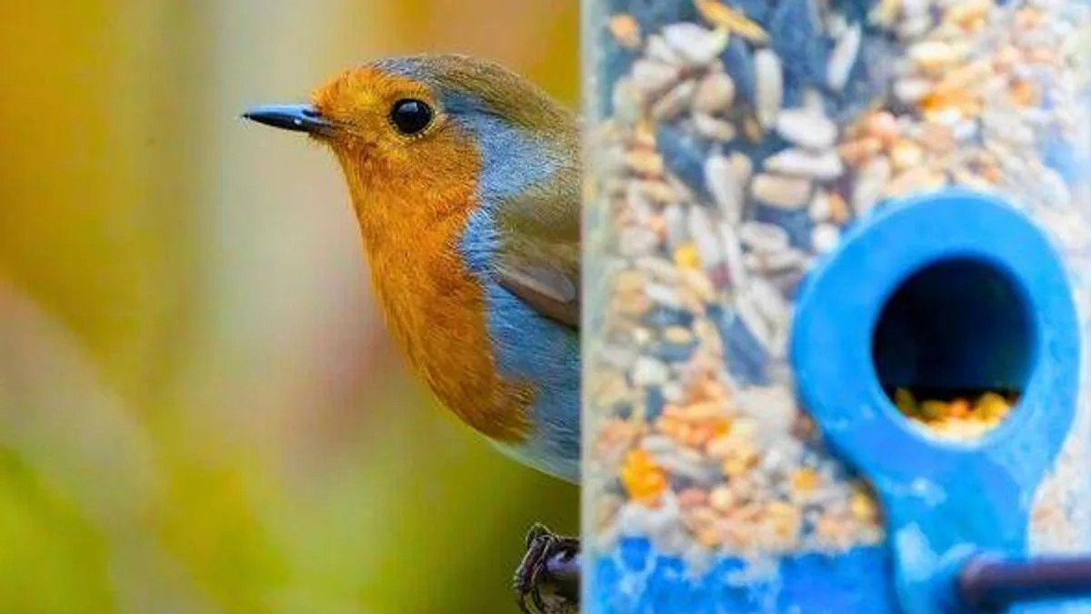 Stop Parakeets Bullying Robins With 3 Feeder Foods