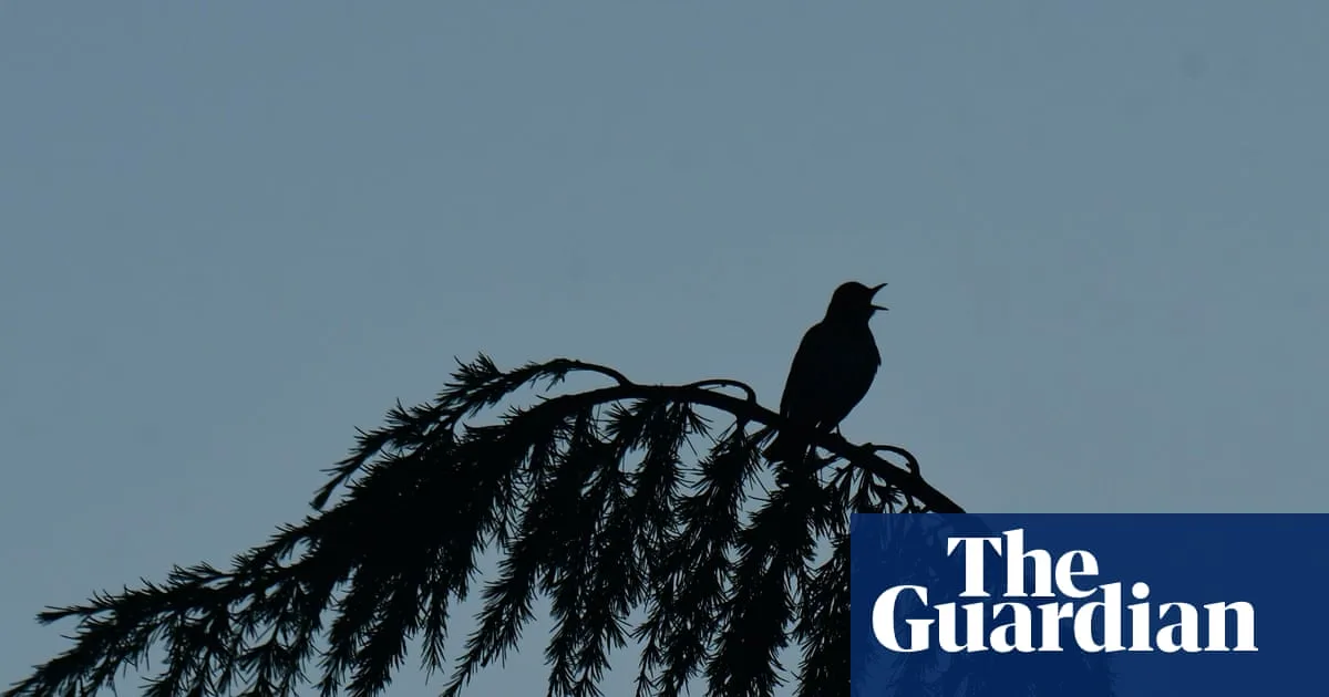 Summer's Silence: A Warning from Nature