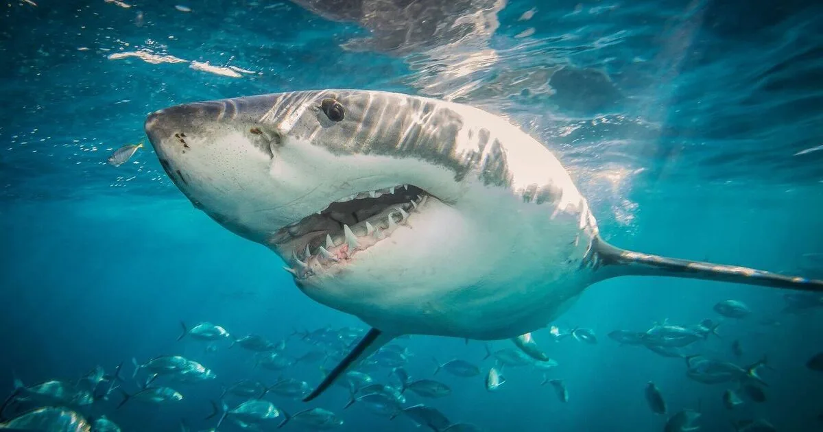 Surfer Killed in Coordinated Great White Shark Attack in Australia