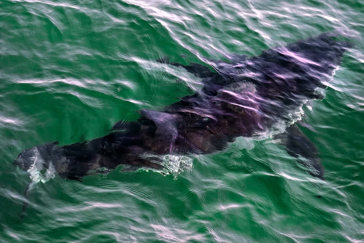 Body of Triathlete Recovered After Suspected Shark Attack Off California Coast