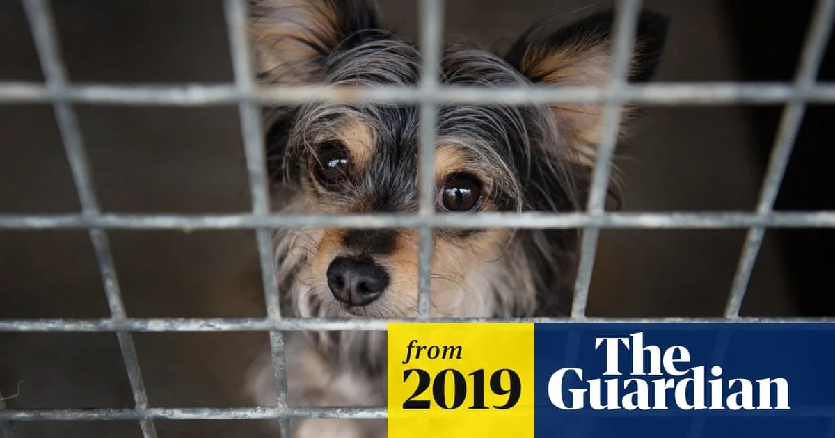 Systemic Neglect Found In Romanian Dog Shelters