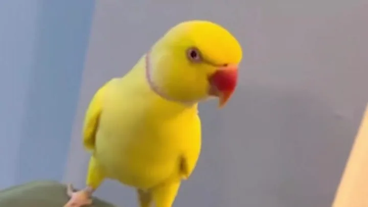 Talking Parrot Exposes Blackpool Drug Operation