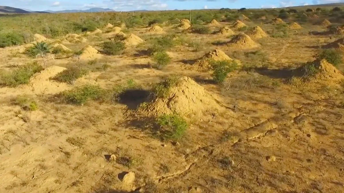 Termite Megacity Visible From Space Covers Area the Size of the UK