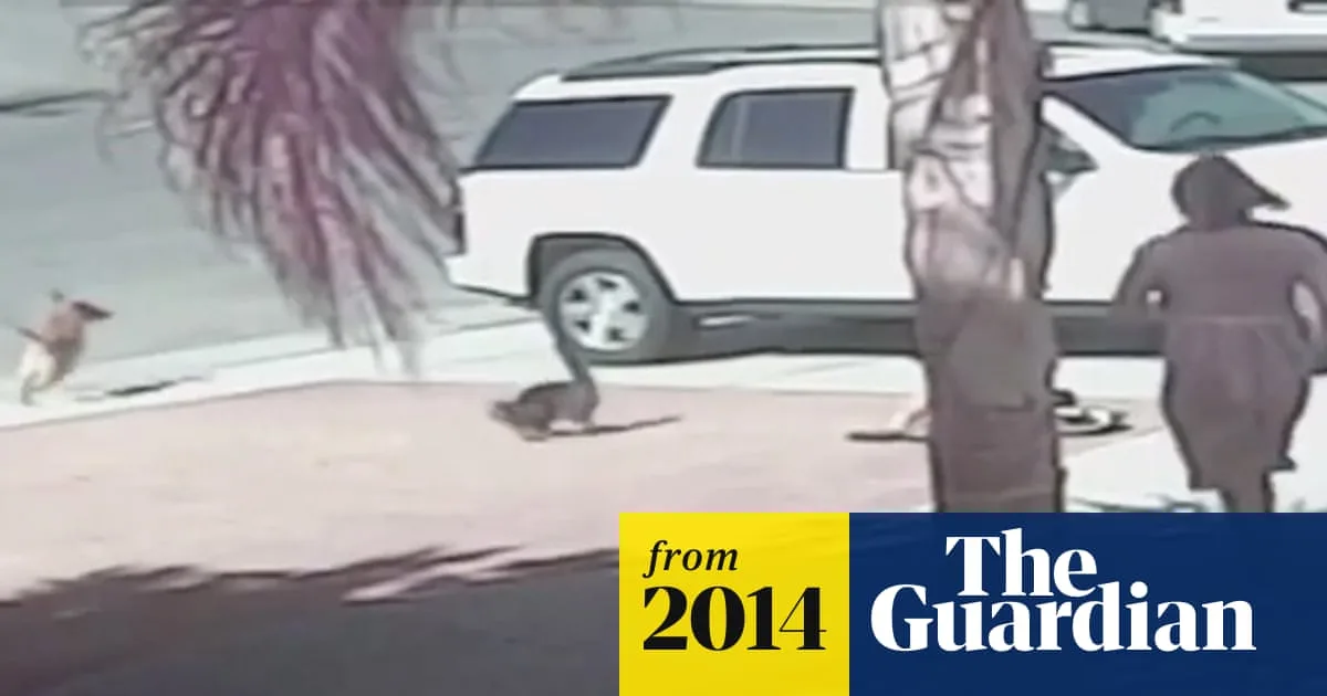 Heroic Cat Saves Toddler from Dog Attack in California
