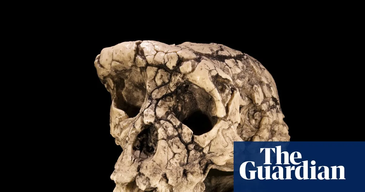 Toumai Skull: The Fossil That Divided Science
