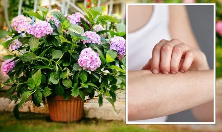 Toxic Houseplants Warning For UK Gardeners