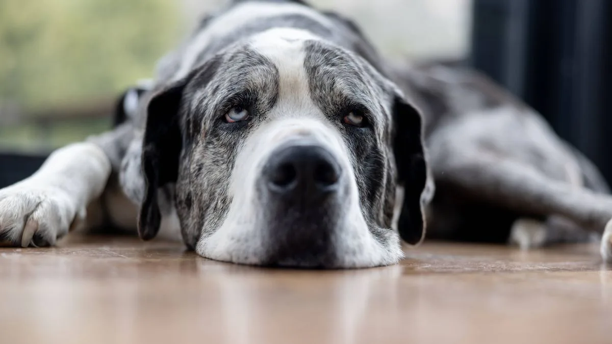 Dog Trainer Warns Against Three Breeds, Including One That Can 'Kill Wolves'