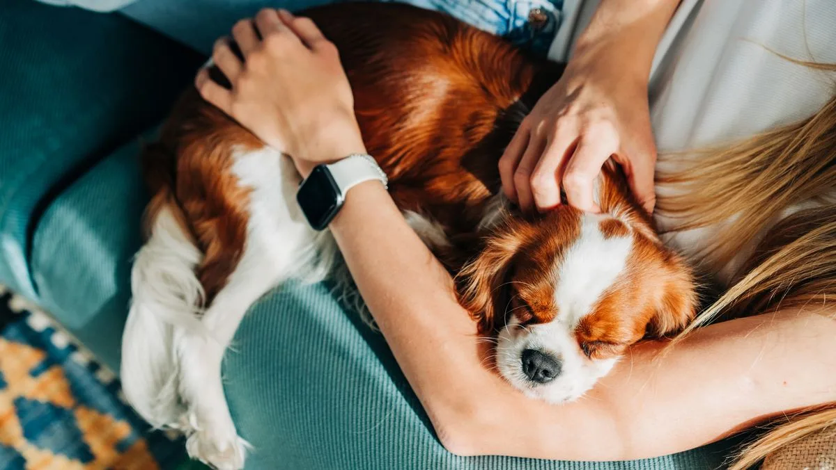 Dog Trainer Reveals Simple Method to Stop Needy Behaviour