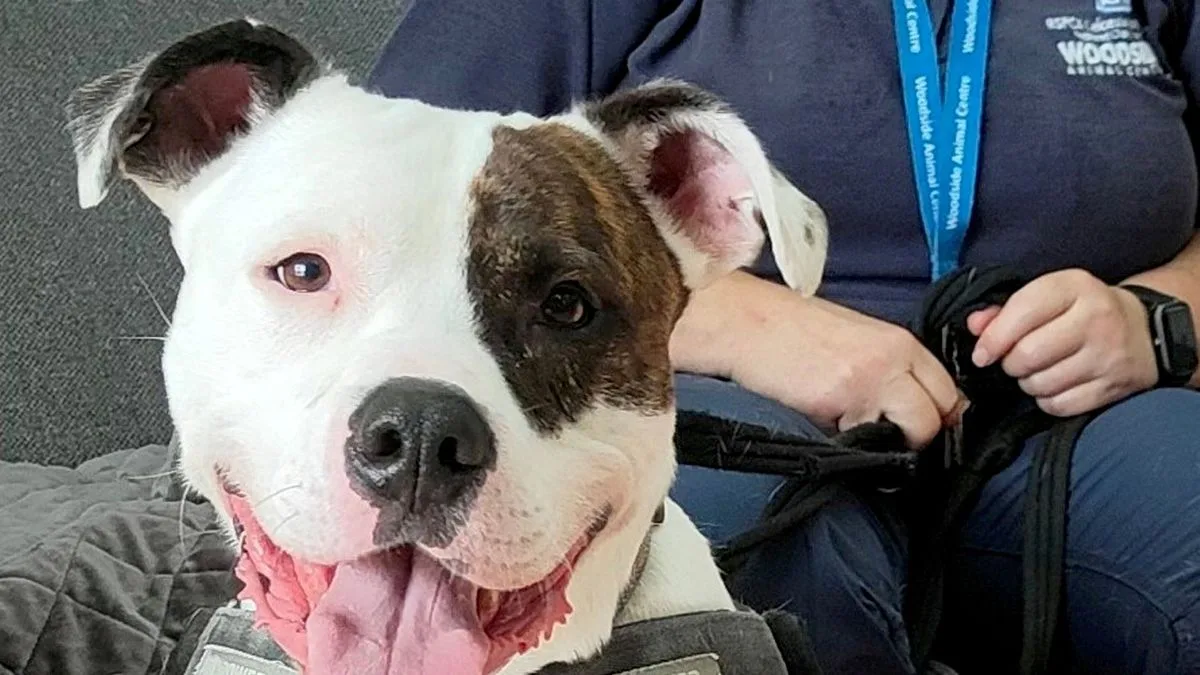 Loneliest Dog in UK Still Waiting for Home After 537 Days in Shelter
