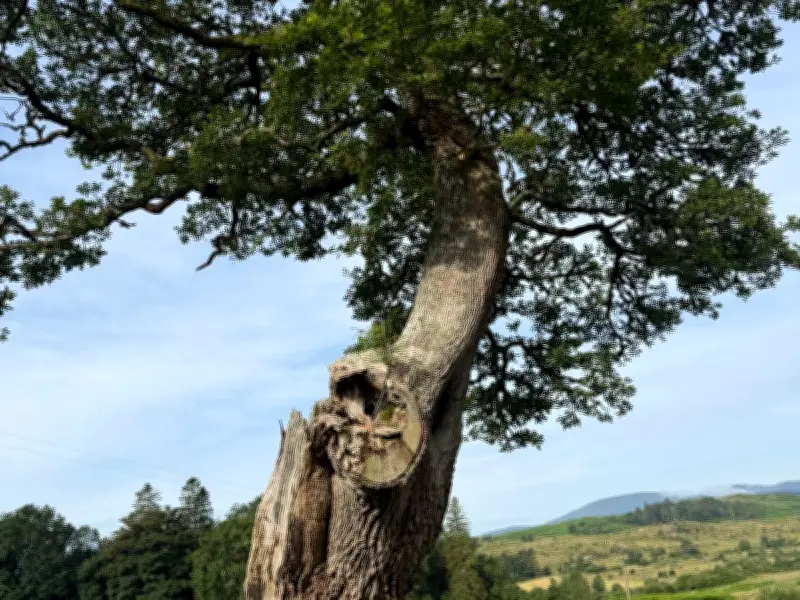 Two Scottish Trees Shortlisted for UK's Tree of the Year Award