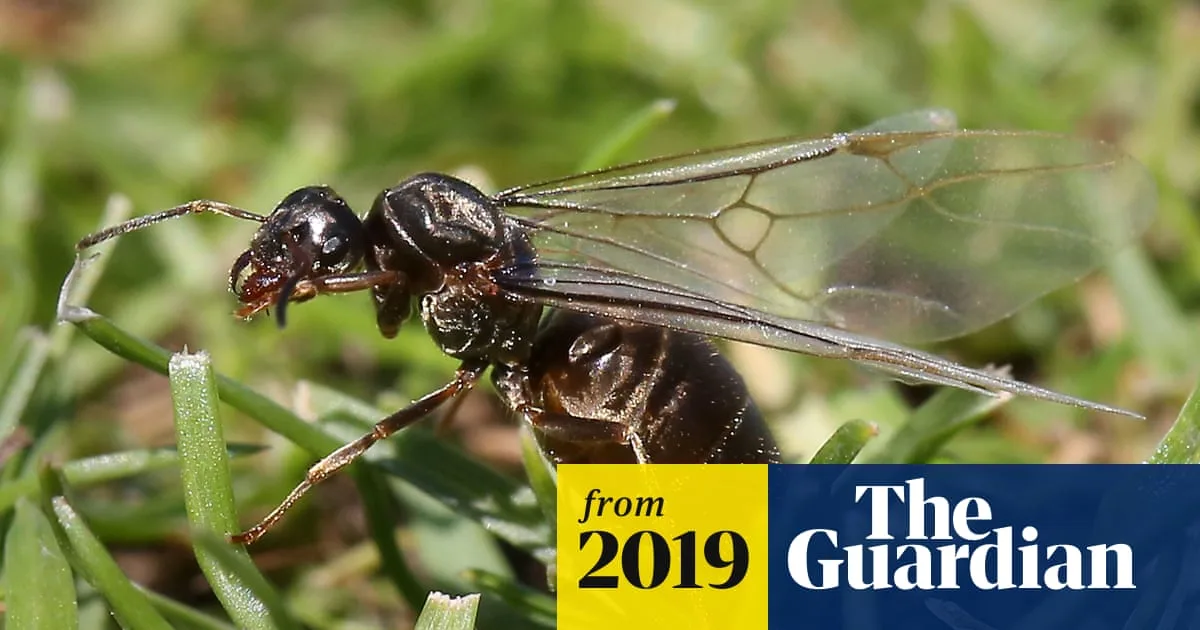 Flying ant swarms fool weather satellites over southern England