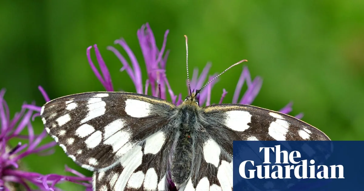 Big Butterfly Count Urges Public Help as UK Butterflies Stage Promising Recovery