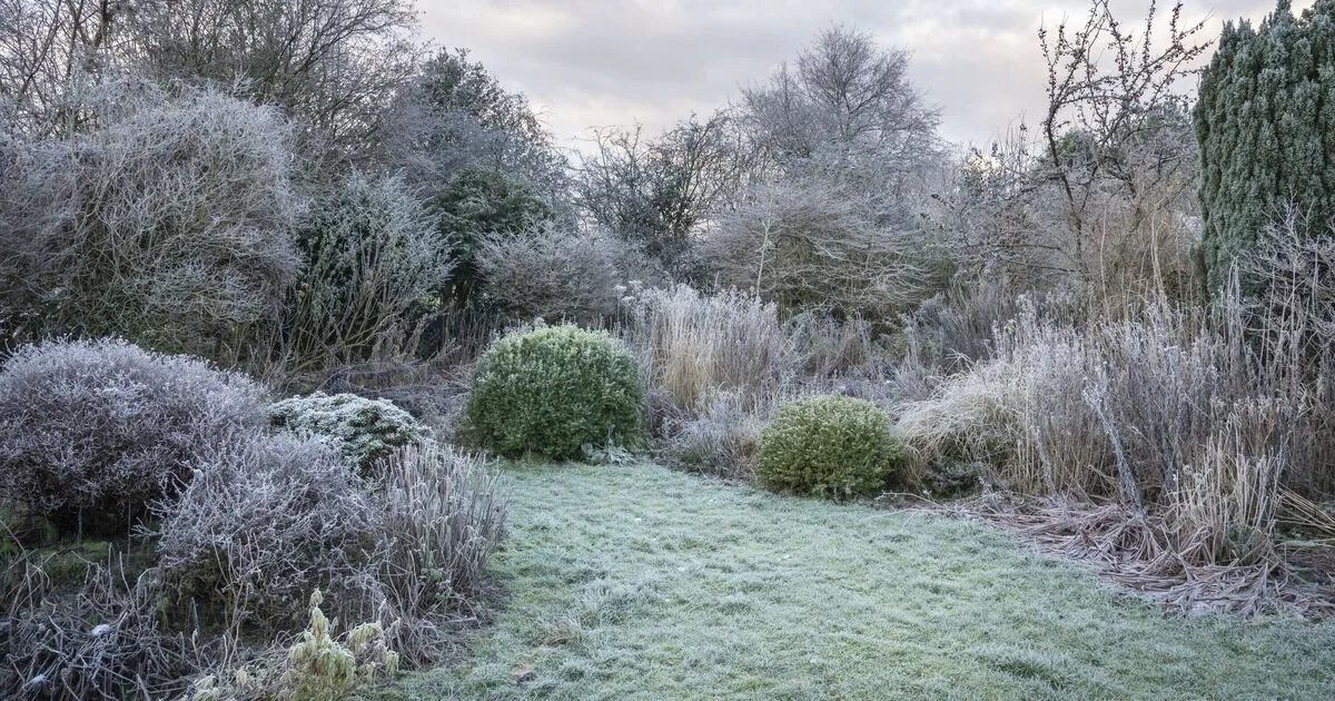 Met Office Issues Frost Warning for UK Gardeners: Protect Tender Plants