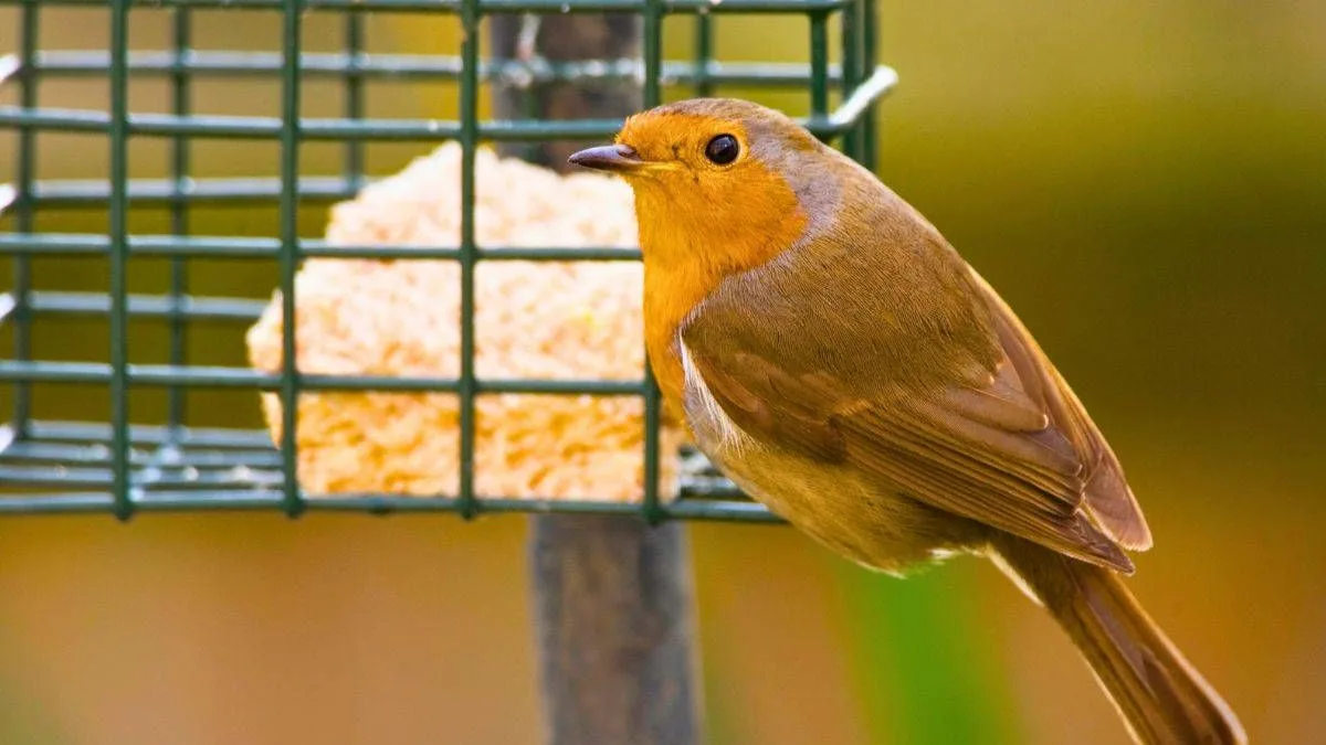 Use Rice Leftovers To Fill Bird Feeders This February