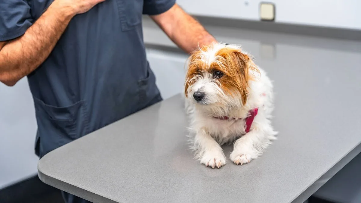 Vet warns change in pet's breath could signal end of life