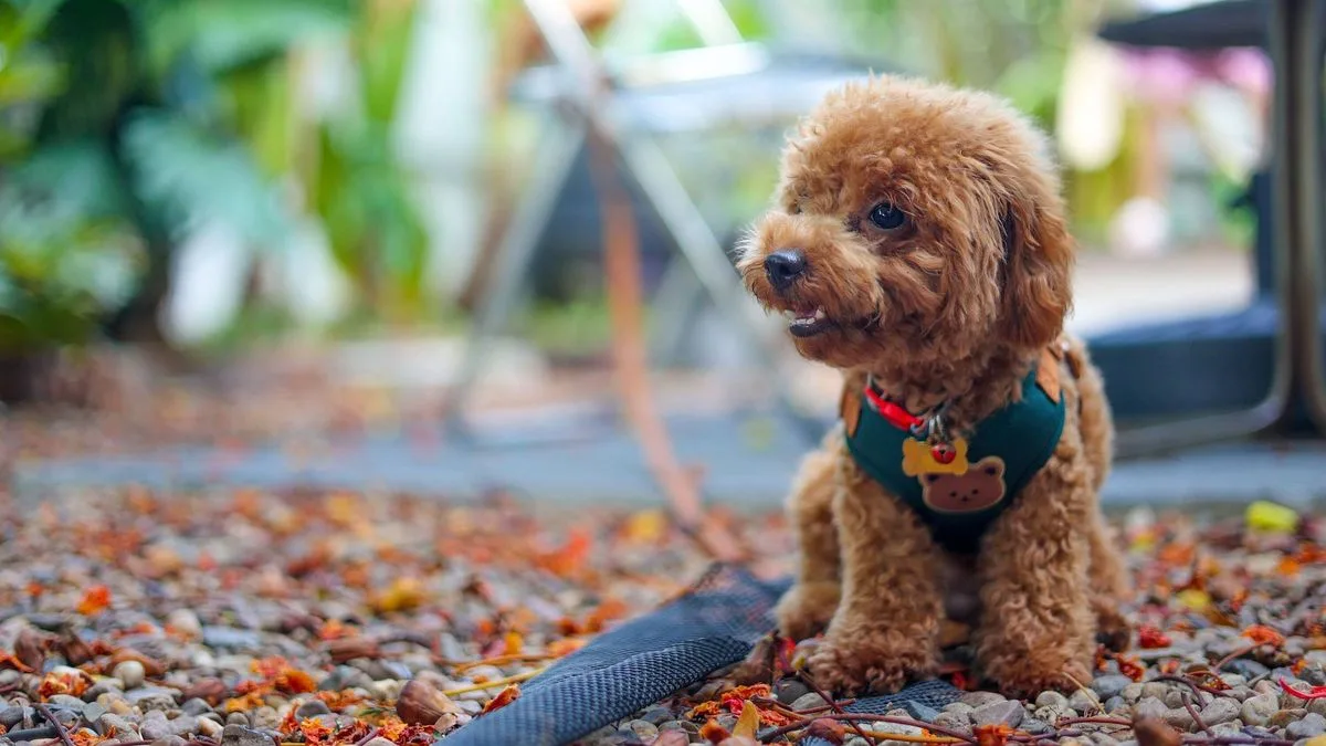 Vets Warn Dog Owners to Swap Collars for Harnesses During Heatwave