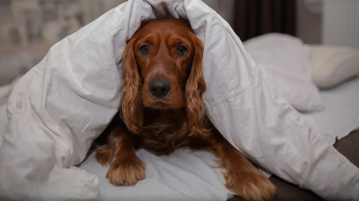 Vet Warns Against Letting Your Dog Sleep in Your Bed