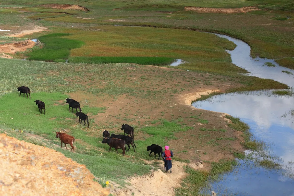 Shepherd Job Ad in Remote China Goes Viral, Attracting 59 Million Views