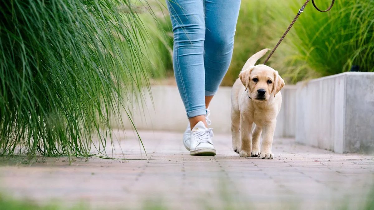 Dog Trainer Warns Public to Avoid Dogs with Yellow Leads