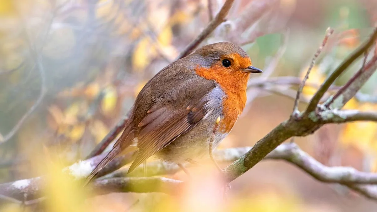 Gardeners Warned: Avoid Feeding Robins This Food in February