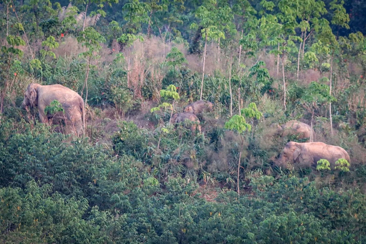 Wild elephant kills tourist exercising near his camp in Thailand national park