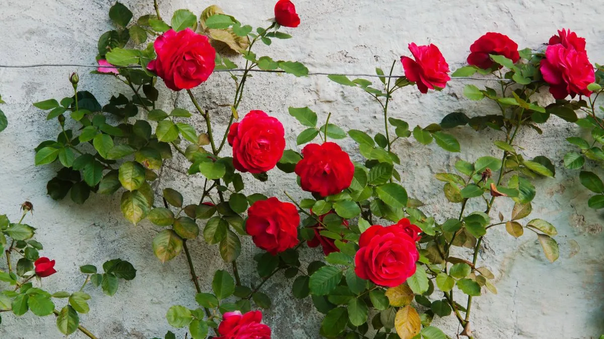 Prune Climbing Roses Now for Bigger Blooms, Expert Advises