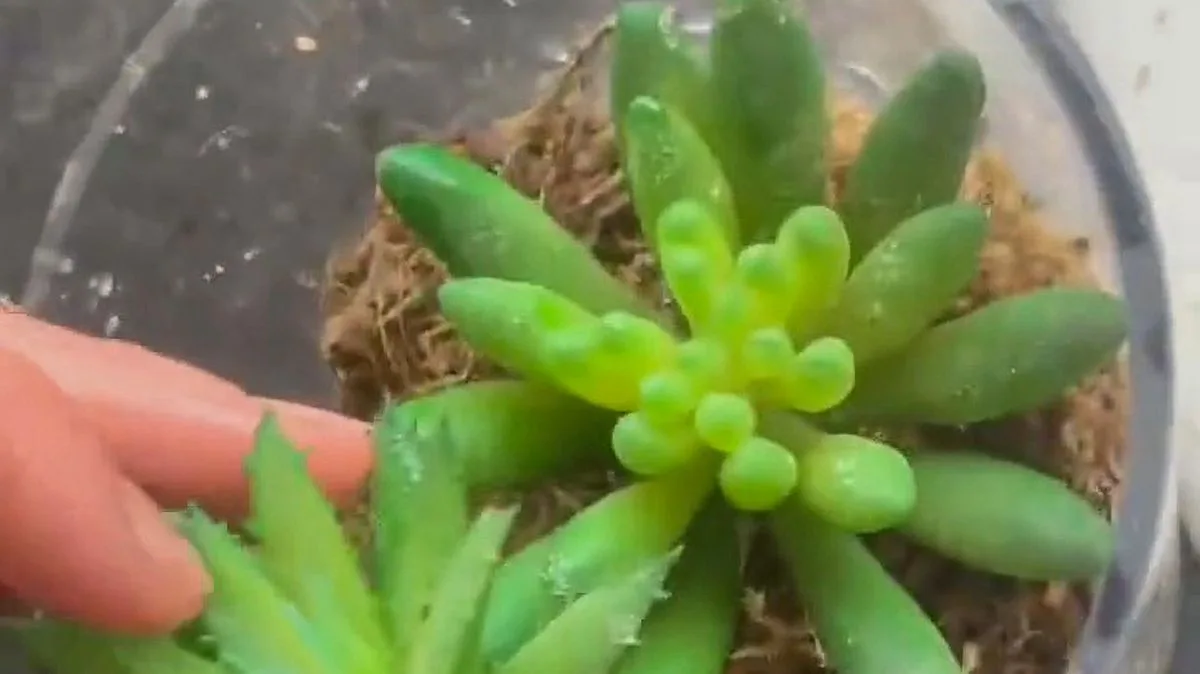 Woman waters plastic plant for three years thinking it was real