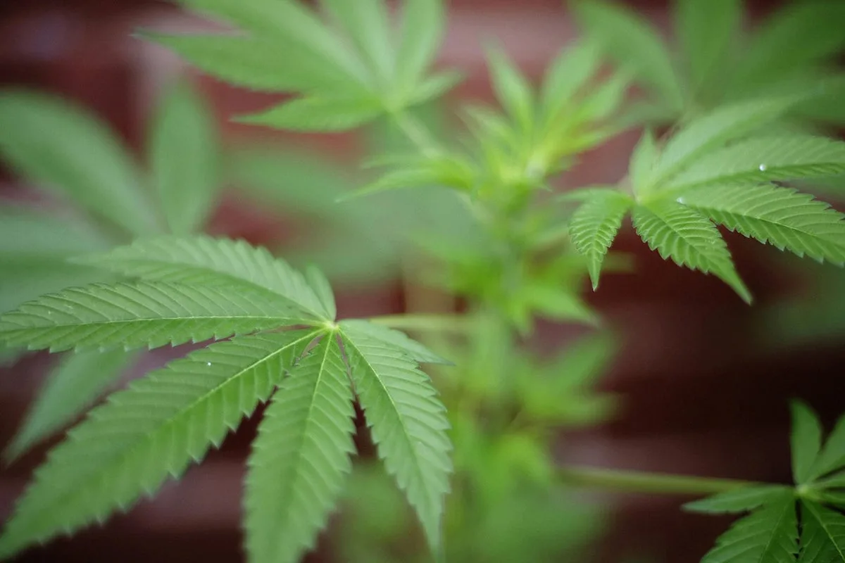 The True Origins of '420': From a High School Code to Global Cannabis Culture