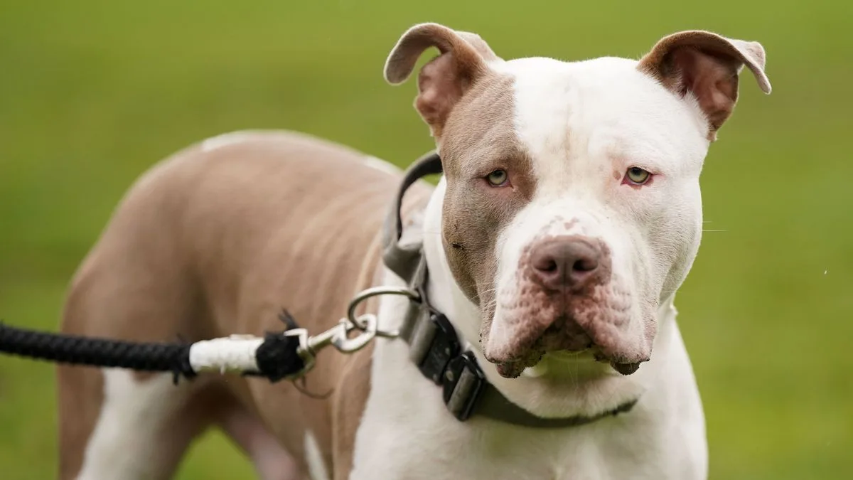 XL Bully Ban Failing as Thousands of Dogs Face Destruction After Insurance Axed